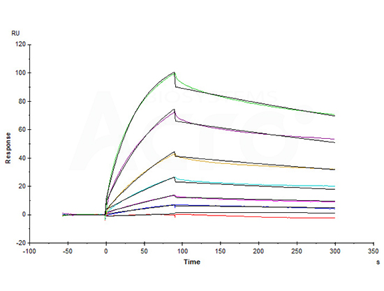 Good bioactivity validation of CD20-DDM/CHS