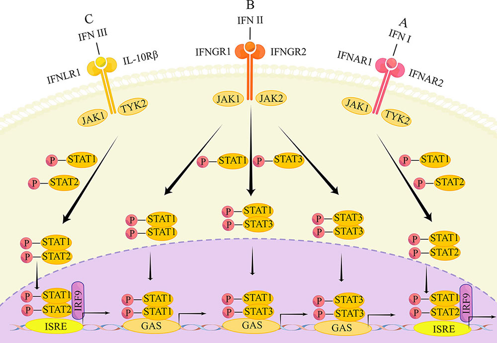 The main transduction pathways of the IFN signaling