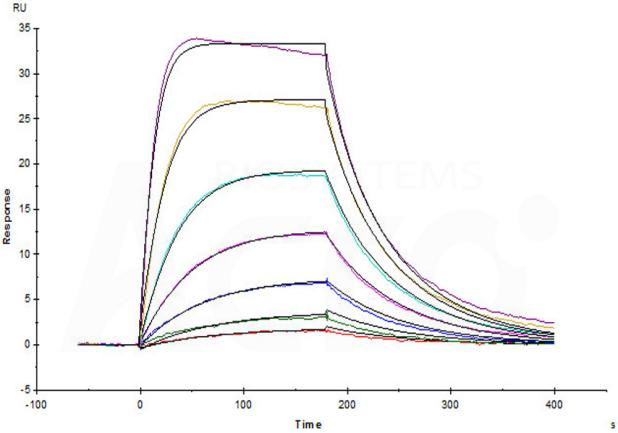 High purity and structural homogeneity verified by SDS-PAGE and SEC-MALS