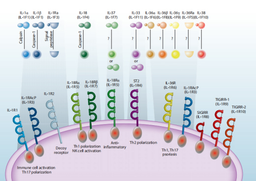 IL-1 Family