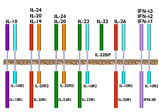 IL-10 Family