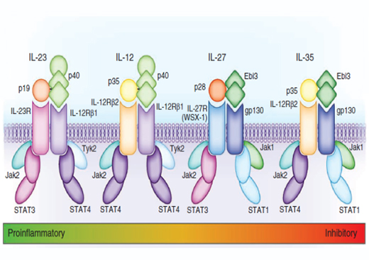 IL-12 Family