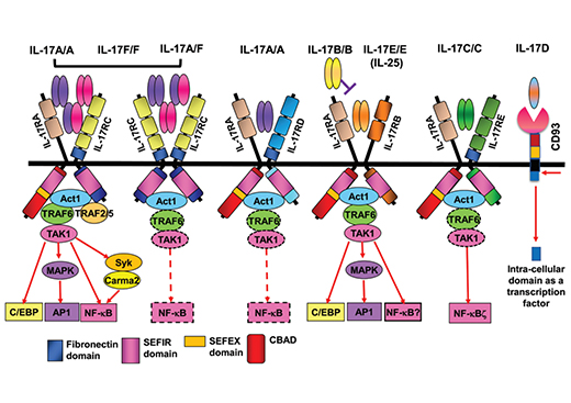 IL-17 Family