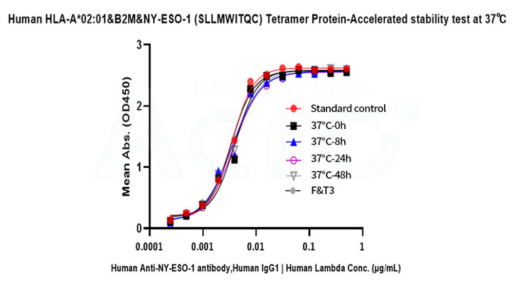 MHC-Peptide Complex Stability