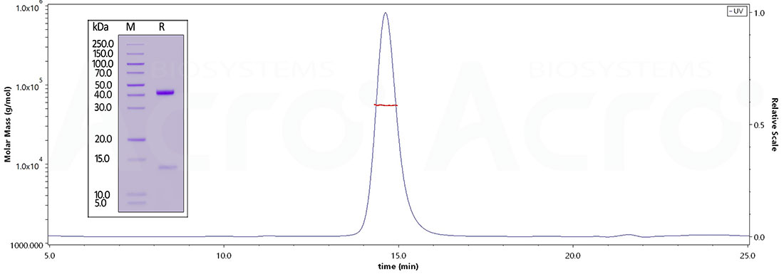 SDS-PAGE & SEC-MALS Evaluations