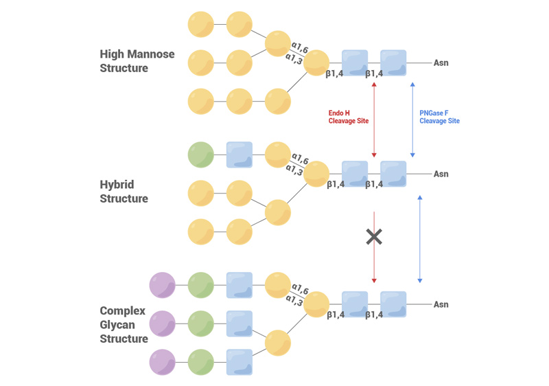 Endo H (500U/μl) (Cat .No. ENH-S5116)