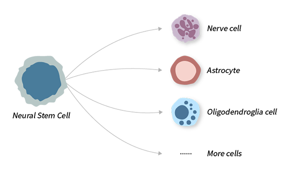 Mesenchymal Stem Cell