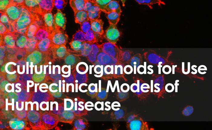 Article-Organoid Culture