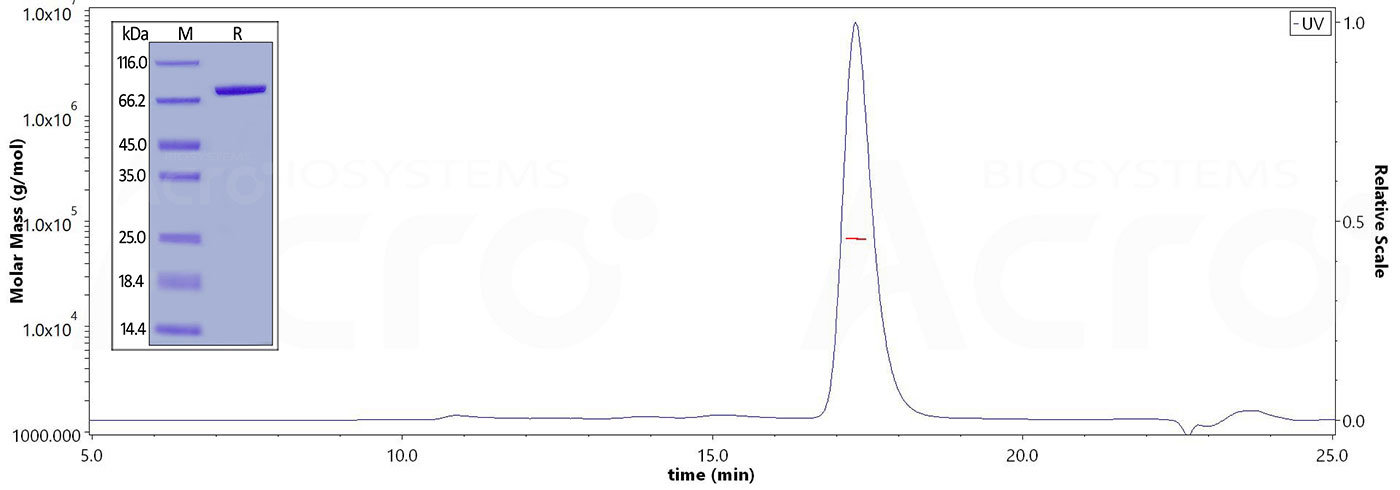 High purity and structural homogeneity verified by SDS-PAGE and SEC-MALS