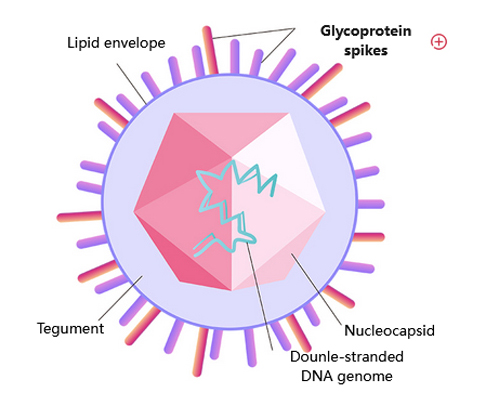 VZV vaccines and drugs R&D solutions