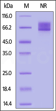 gE Recombinant Protein