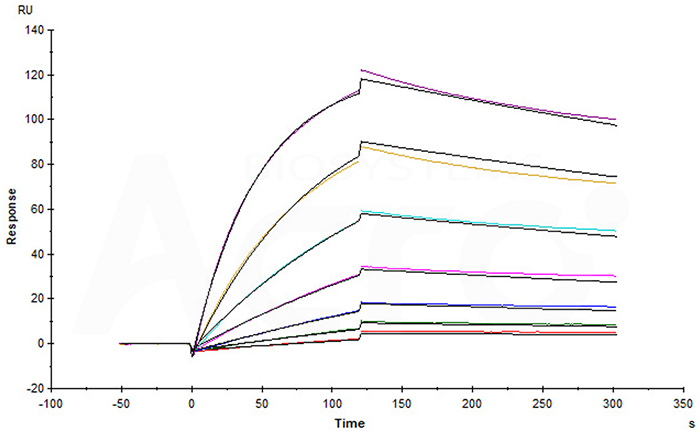 LIV-1 protein's affinity verified by SPR