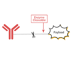 Cathepsin B, Proteases for peptide linker in ADCs