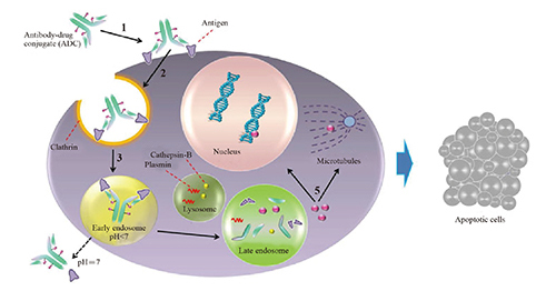 Mechanisms of action of ADCs