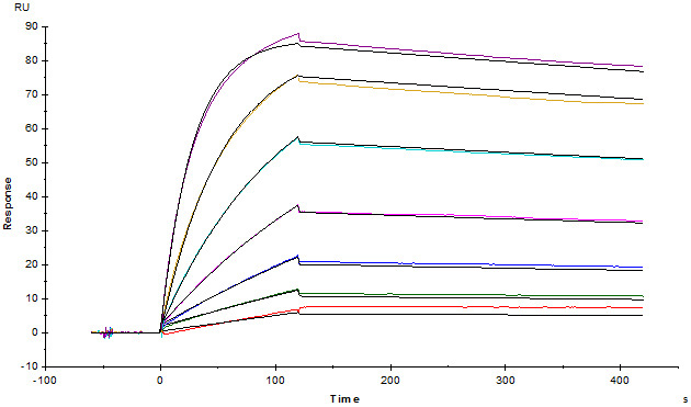 CAR-specific Monoclonal Antibody to Detect Anti-CD19 CAR Expression