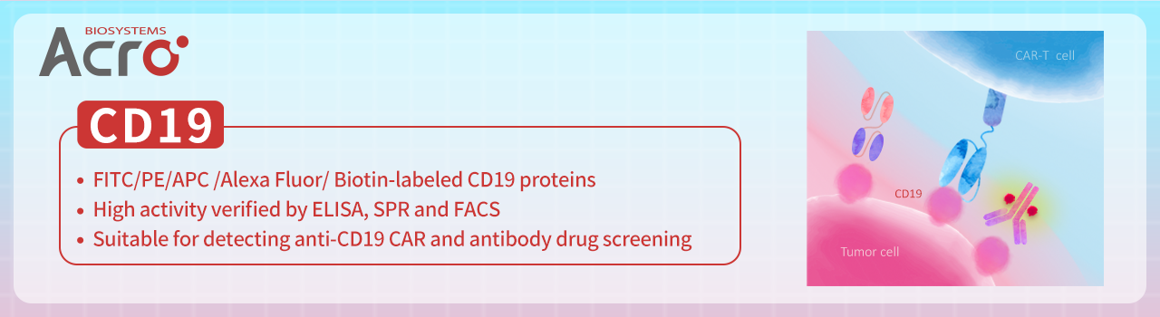 CD19 : une cible thérapeutique validée pour les tats malins à lymphocytes B