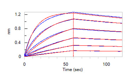 Fc receptors-BLI