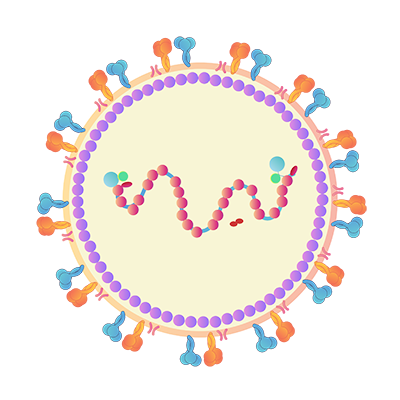 Nipah Virus, NiV