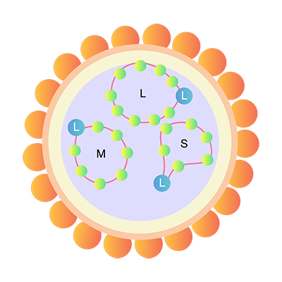 SFTSV