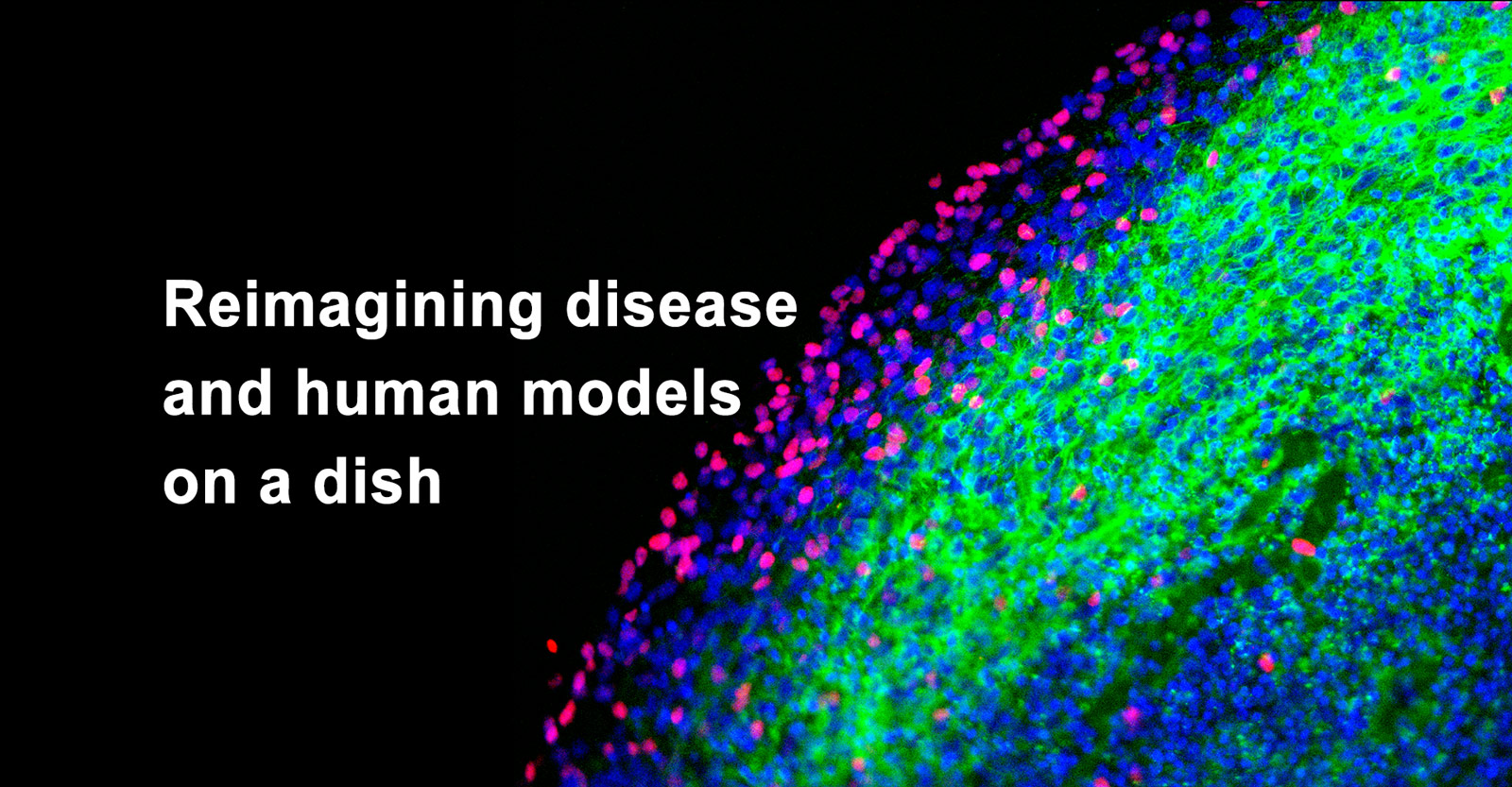 Organoids-1