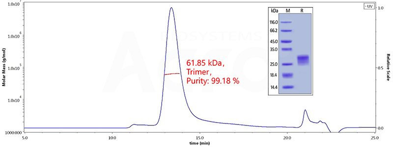 OX40 Ligand, MALS-validated protein