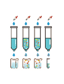 Antibody purification (2-3 weeks)