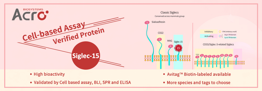 Siglec-15