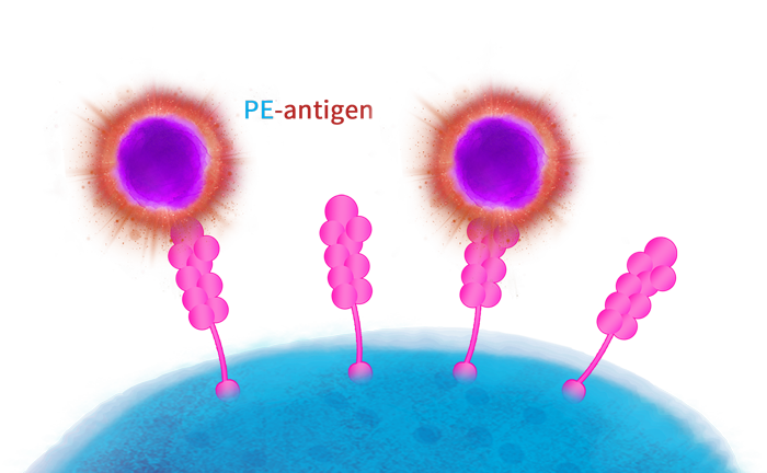 Fluorescent-labeled Proteins