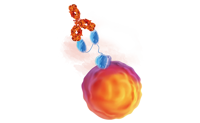 Anti-FMC63 scFv antibodies