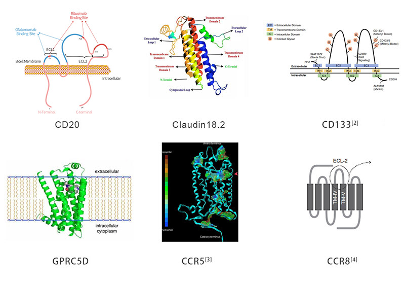 Multi-pass transmembrane target proteins