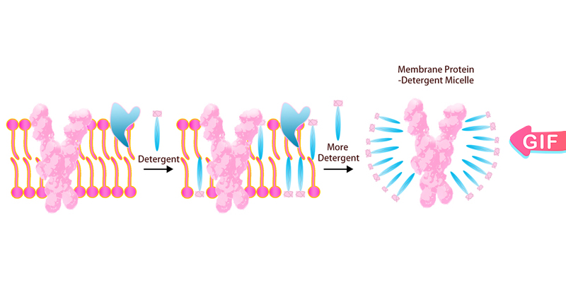 Detergent Micelle Platform