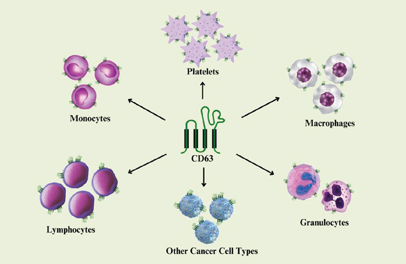 Expression of tetraspanin CD63 in different cell types