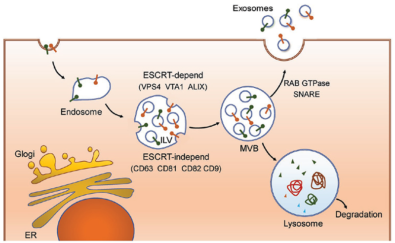 Schematic illustration of exosomes biogenesis and secretion