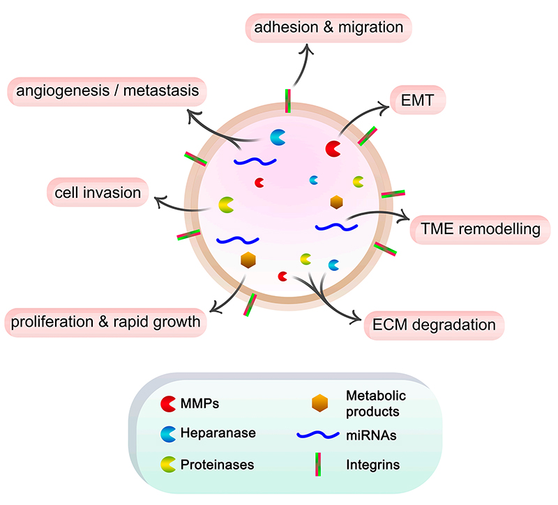 Schematic representation of the roles of exosome cargo in cancer progression