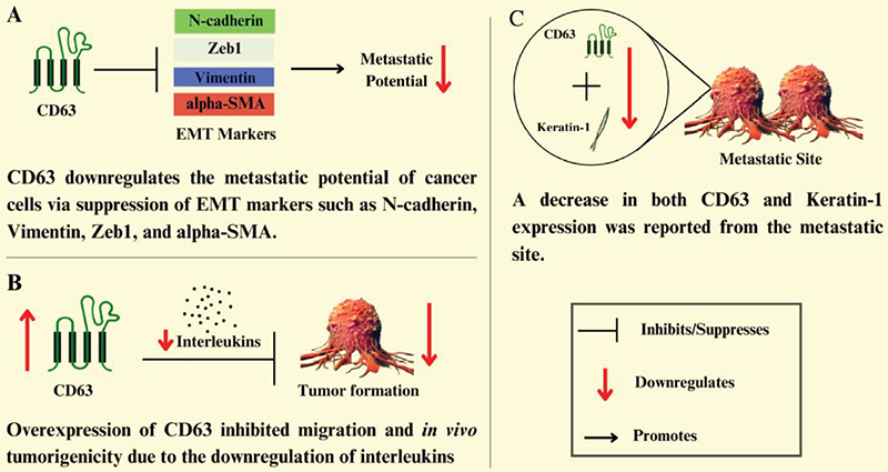 Schematic representation of the roles of exosome cargo in cancer progression