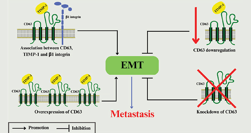 Schematic representation of the roles of exosome cargo in cancer progression