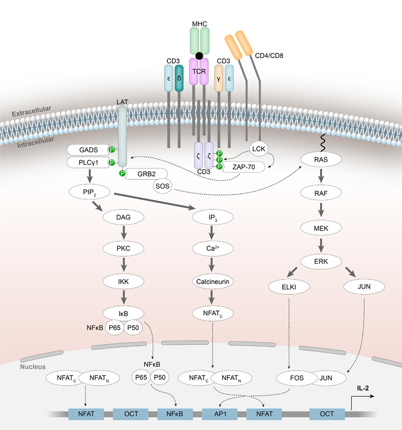 Human FcRn Binding Kit (TR-FRET)