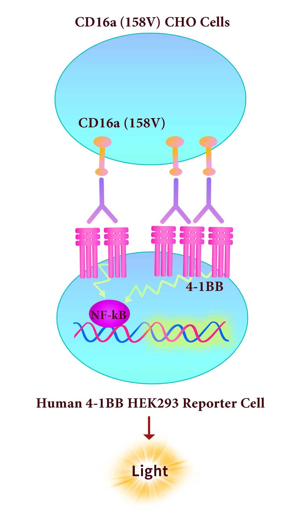  Fc gamma RIIIA / CD16a Assay Principles