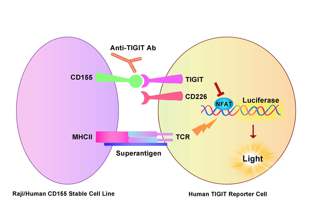  CD155 Assay Principles