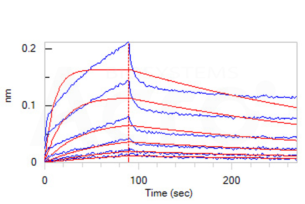 Human_FcRn_Heterodimer_Protein_Bli