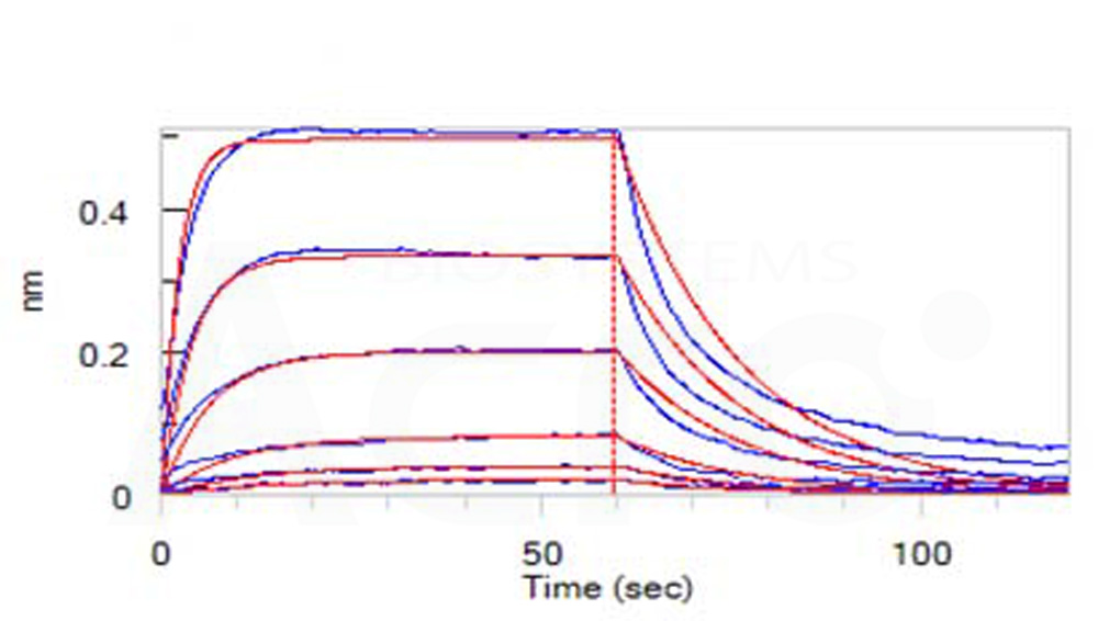 Human_FcRn_Heterodimer_Protein_Bli