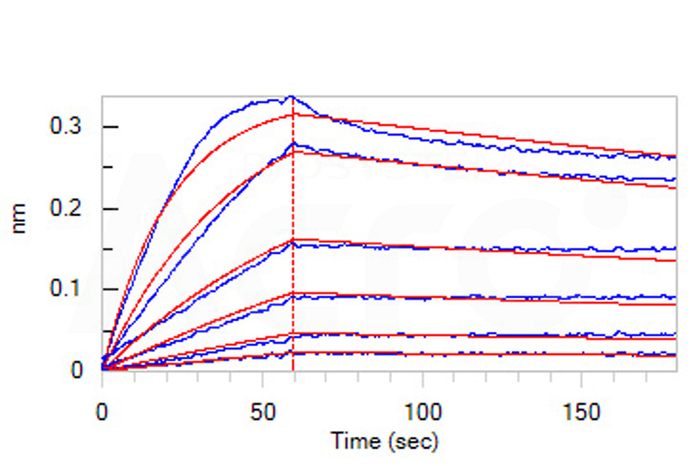  CD40 BLI