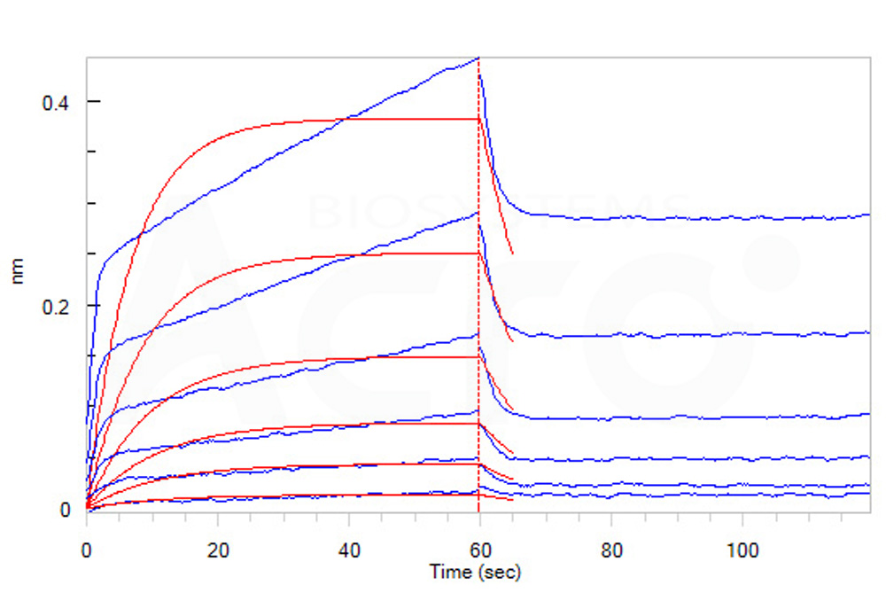  CD47 BLI