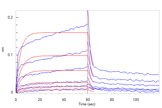 Human_FcRn_Heterodimer_Protein_Bli