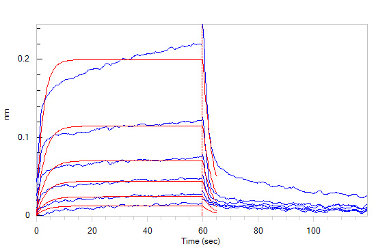 Human_FcRn_Heterodimer_Protein_Bli