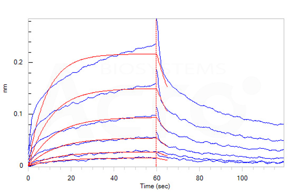 Human_FcRn_Heterodimer_Protein_Bli