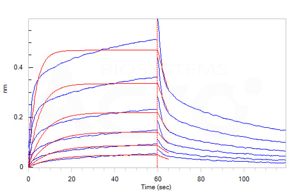 Human_FcRn_Heterodimer_Protein_Bli