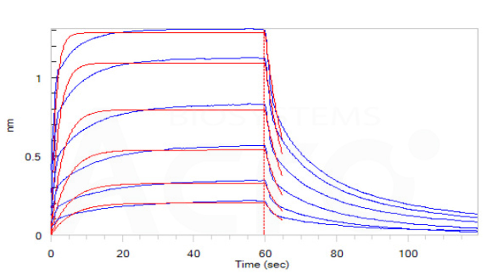 Human_FcRn_Heterodimer_Protein_Bli