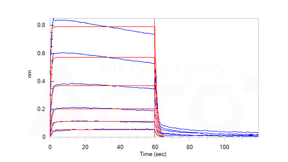 Human_FcRn_Heterodimer_Protein_Bli