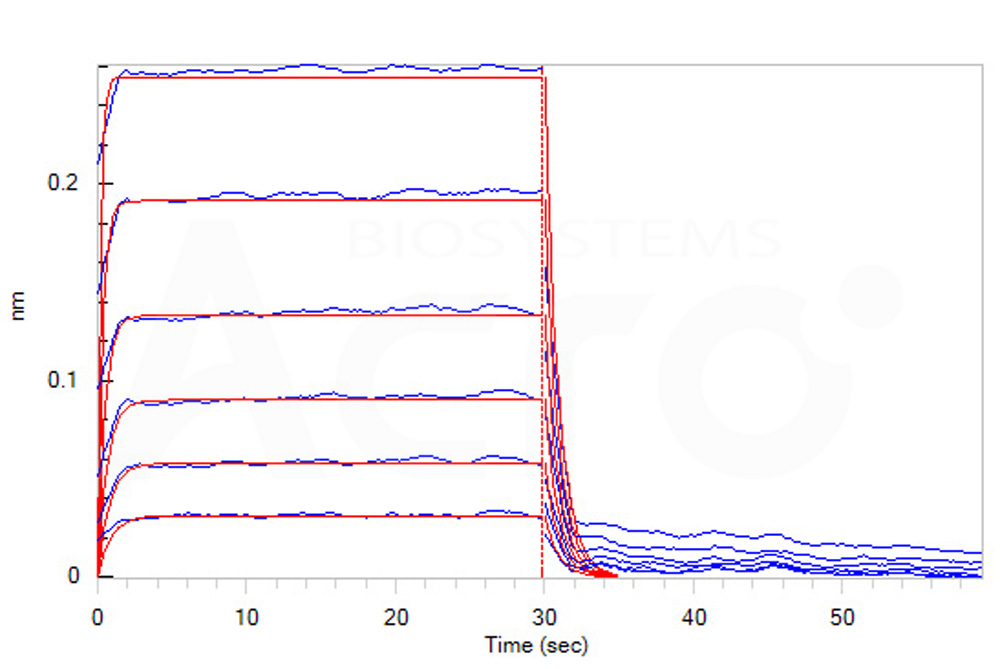  Fc gamma RIIB/C / CD32b/c BLI